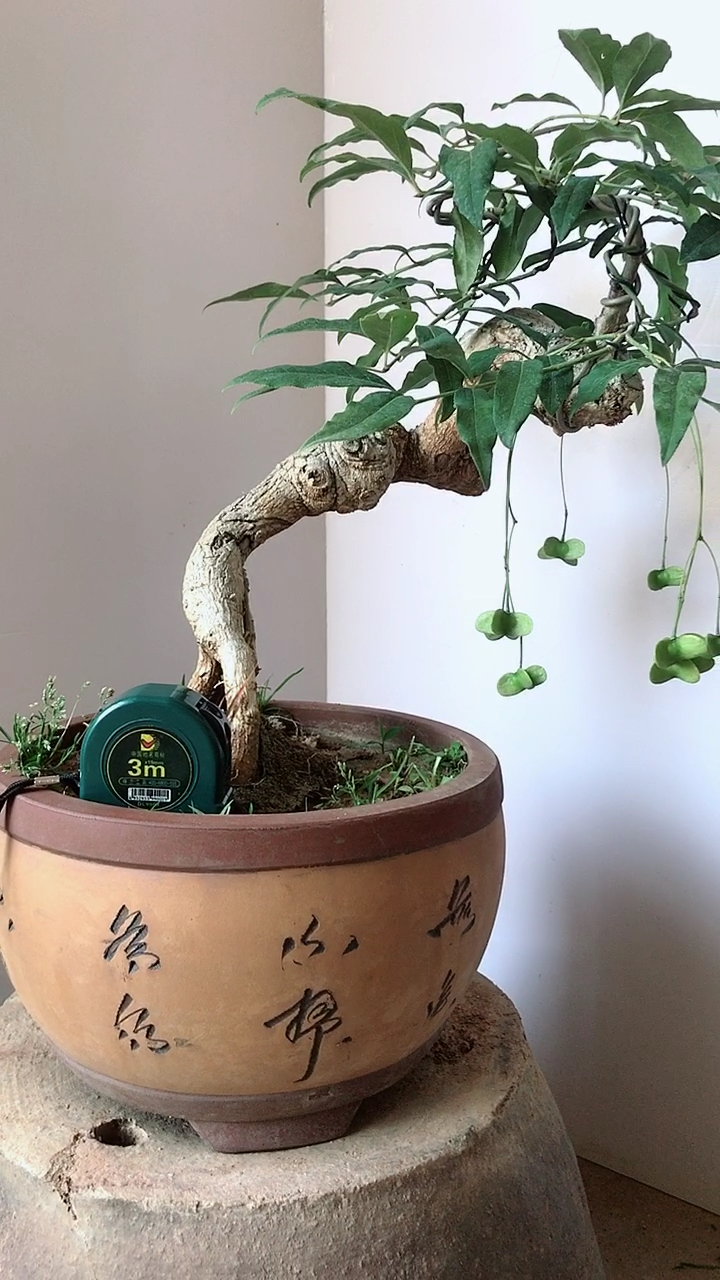 金丝吊蝴蝶