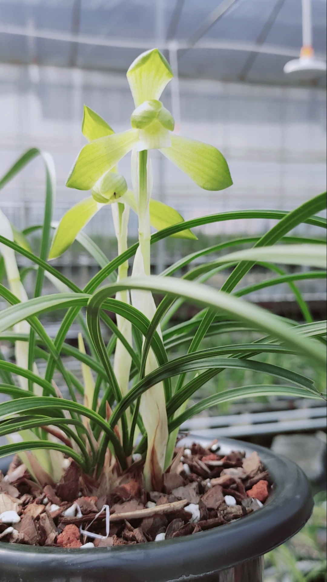 春兰#翠苑兰花日本春兰素心名品春化后的开品非常惊艳弯垂草型高出架