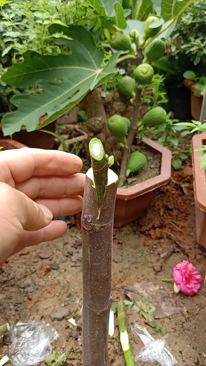 嫁接技术#插皮接无花果技术,成活率最高