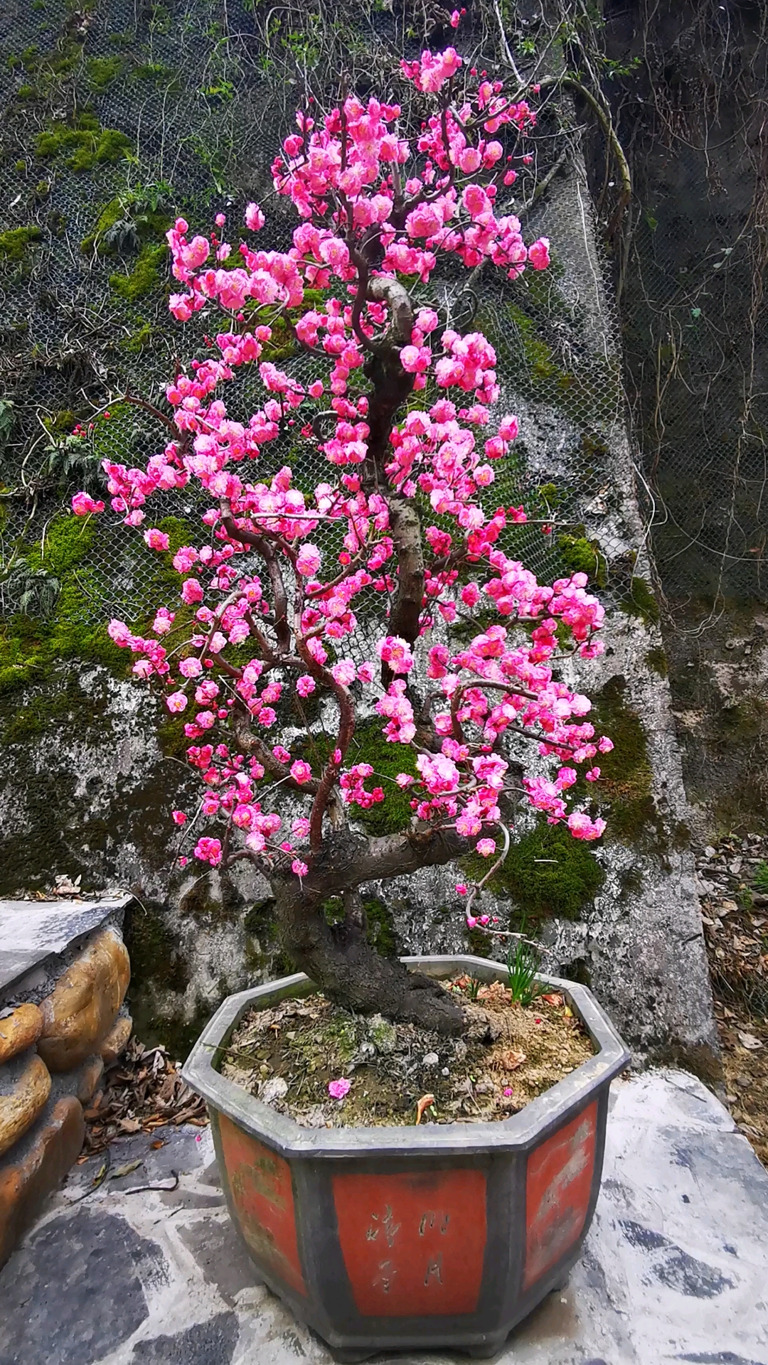 淡丰厚梅花图片