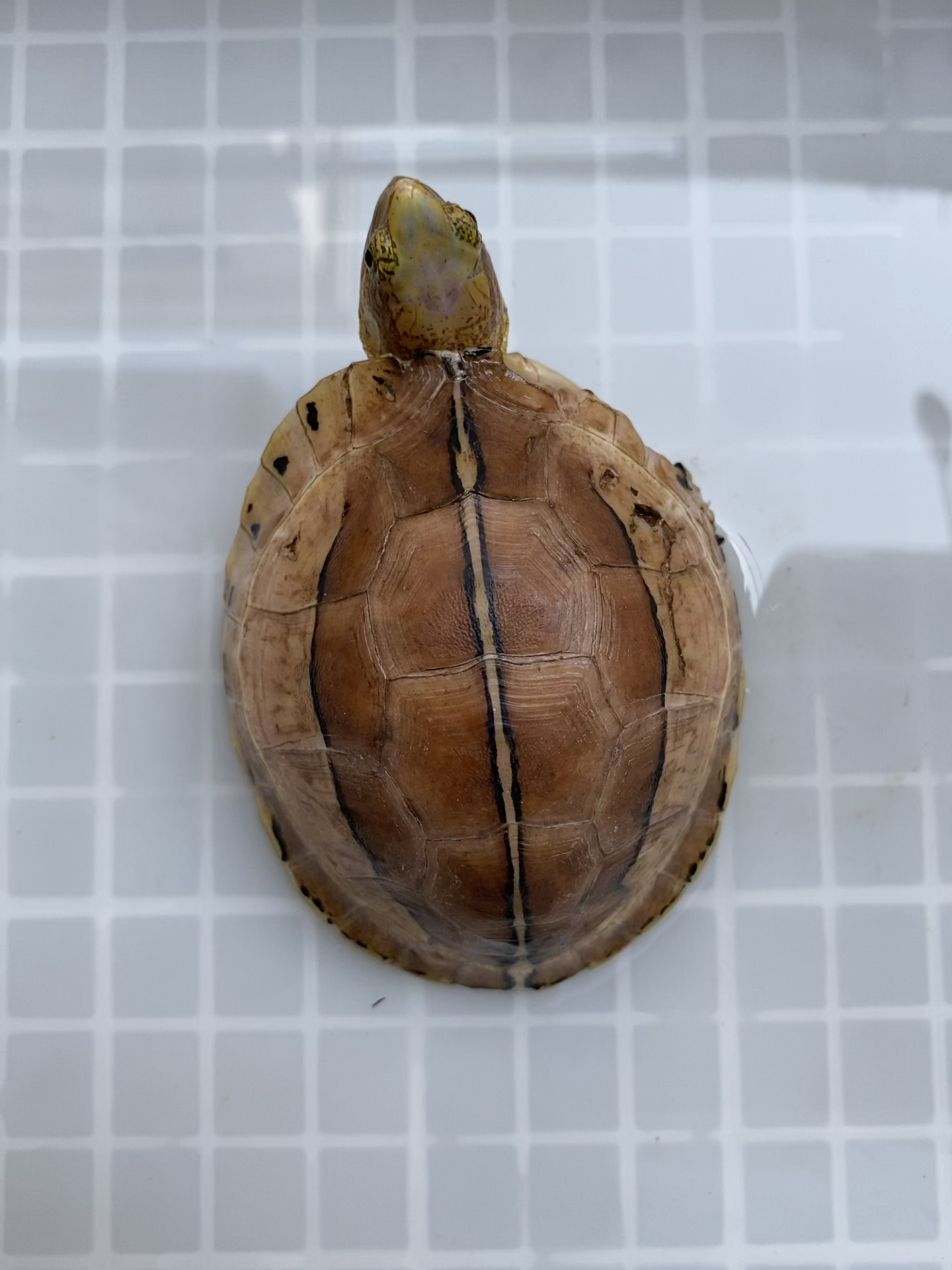 黄额闭壳龟(图画)