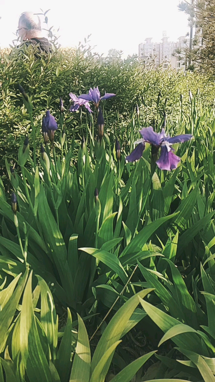 音为有你#兰芝花.