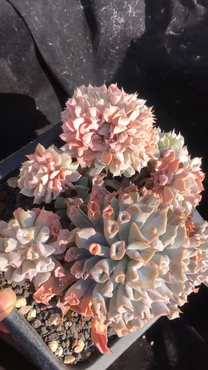 猪鼻子多肉植物