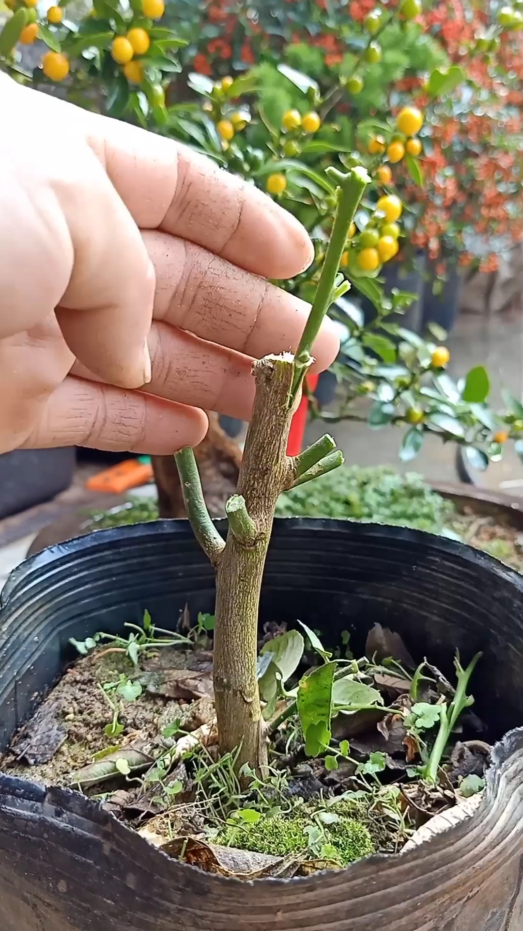 嫁接技术#插皮接金豆技术,成活率极高