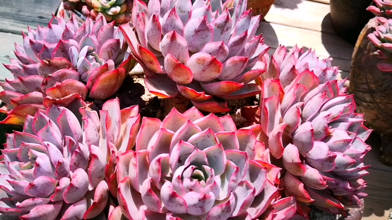 有一种可爱叫多肉赫拉大捧花老桩群这红色的状态连花都要让它三分