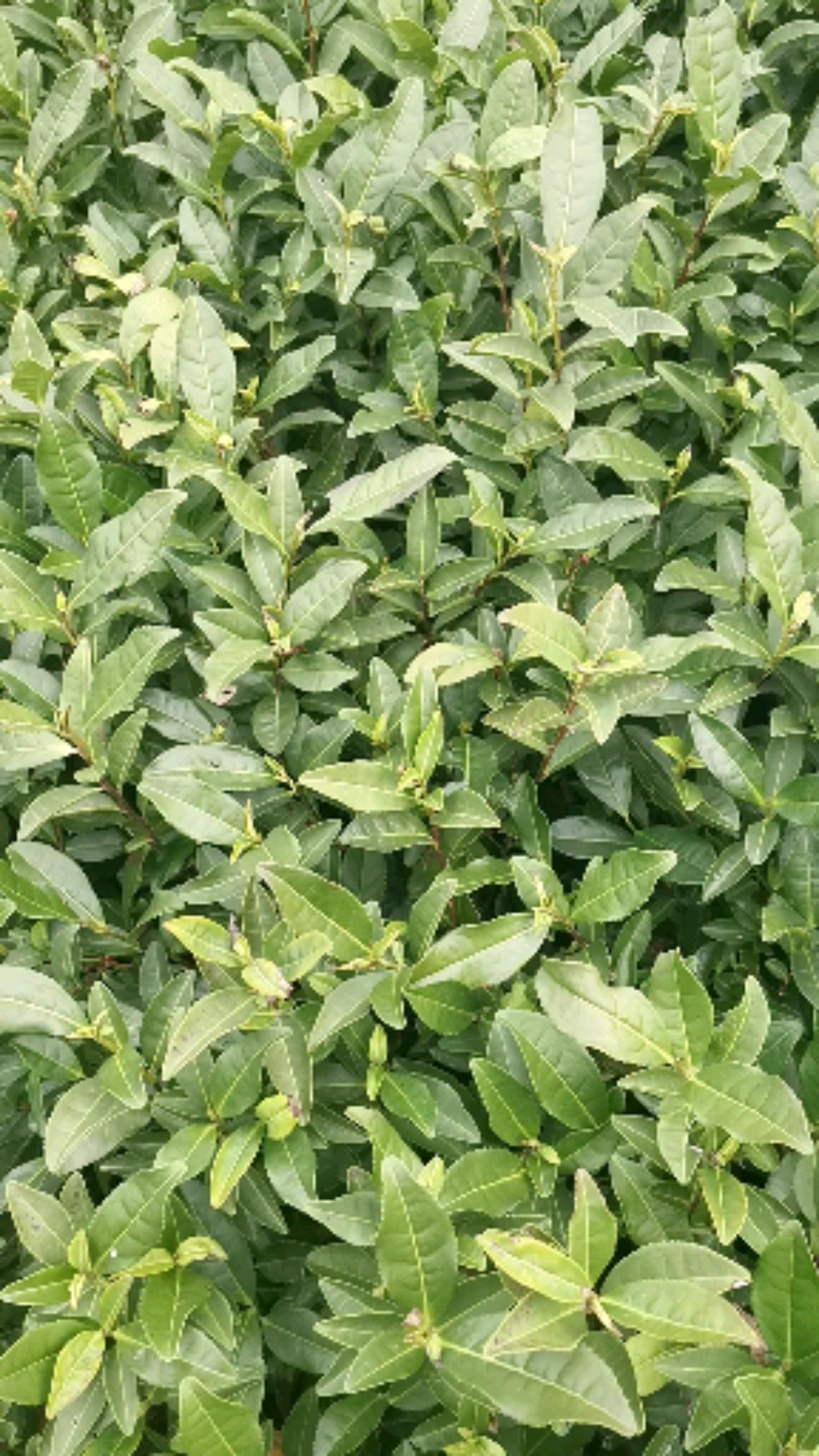 茶苗#龙井43茶树苗大量供应中!福建省福安市甘棠镇茶苗基地直销!