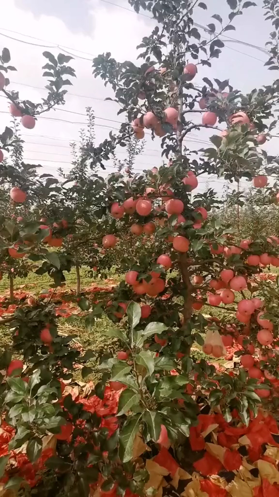 高级纺锤形苹果树株行距14米