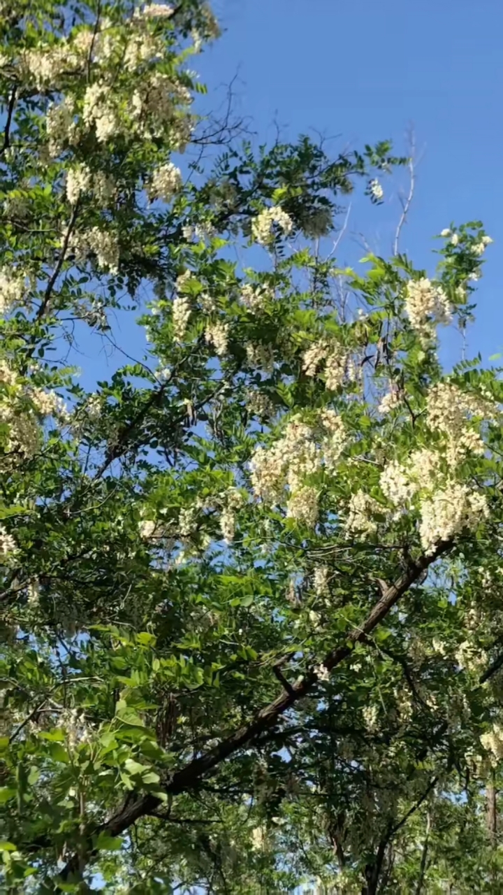 槐花香#又是一年槐花开,芬芳四溢满城香!