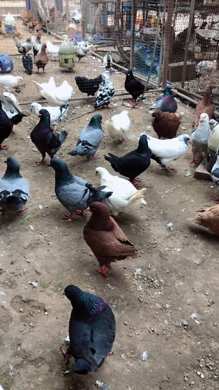 自家养殖的元宝鸽,五颜六色