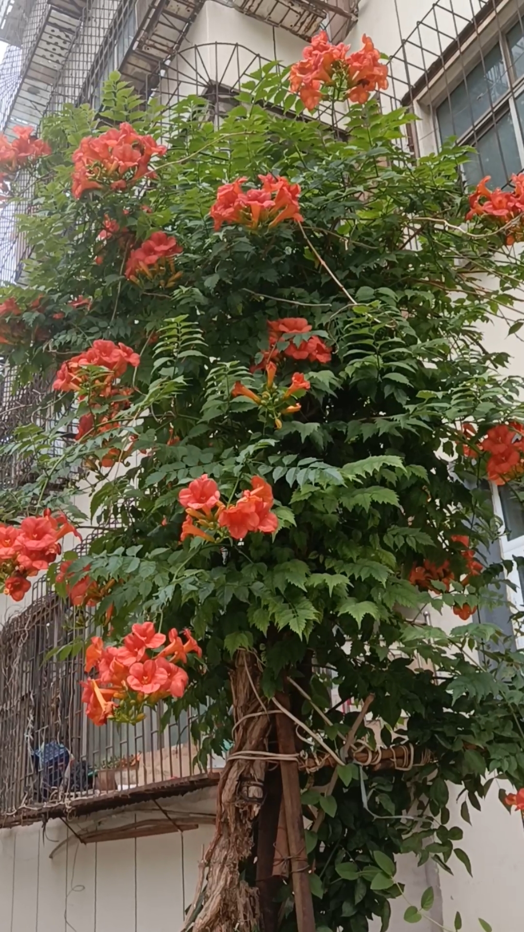 你好,夏天#造型美观的漂亮的凌霄花美极了!