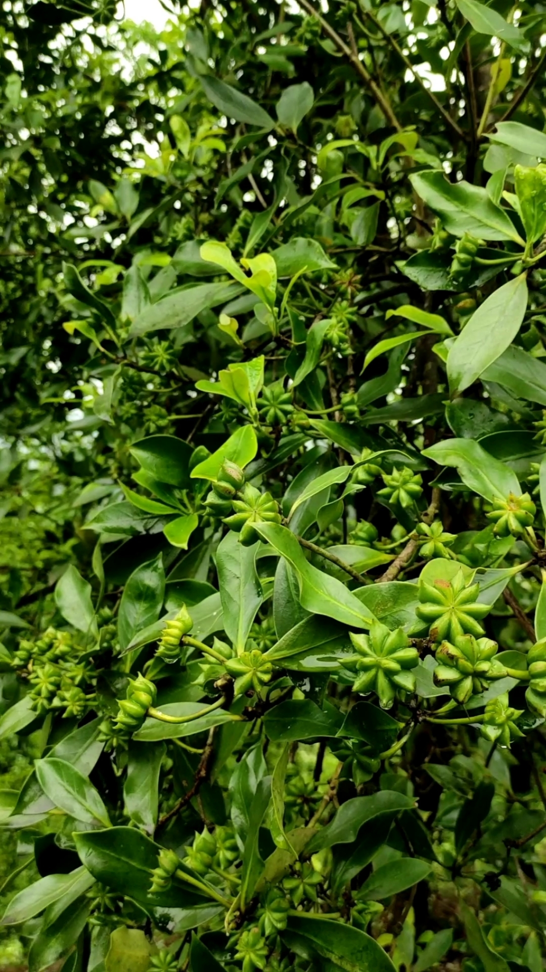 这种果北方人叫大料,南方人叫八角,也就是平时你们见到的大红八角,长