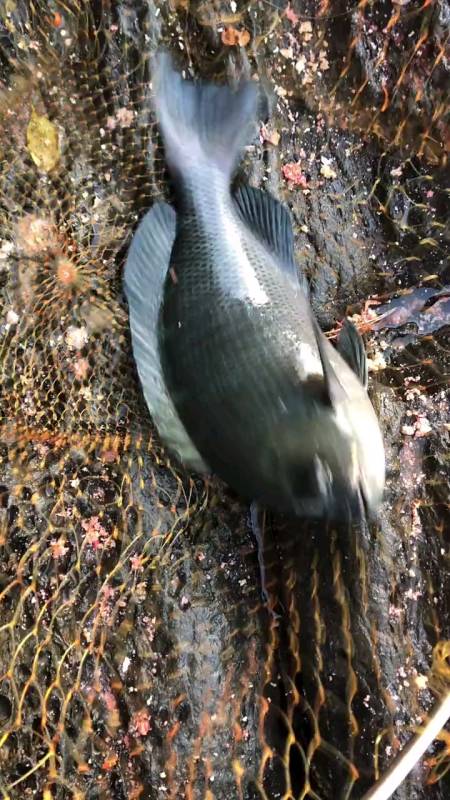 济州岛旅游#济州岛钓黑毛#矶钓