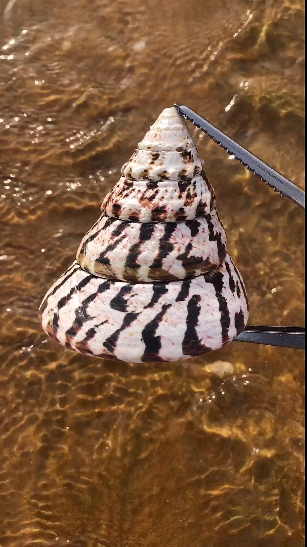 快要憋疯的你##赶海金字塔螺