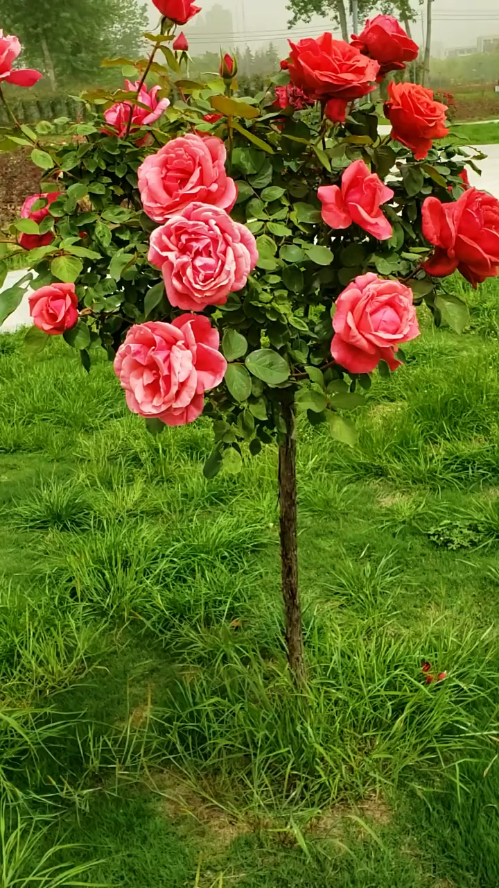 树桩月季系列,大花国月