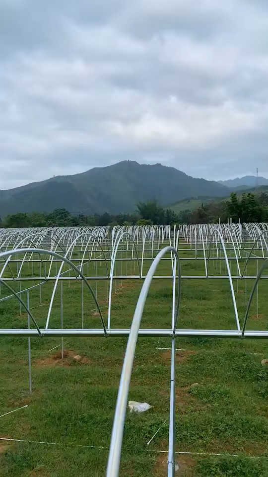 连栋大棚葡萄大棚连体大棚单体蔬菜棚