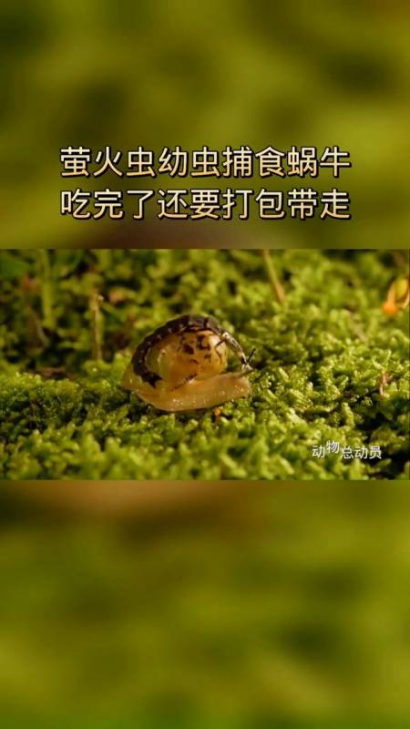 萤火虫吃蜗牛捕捉图片