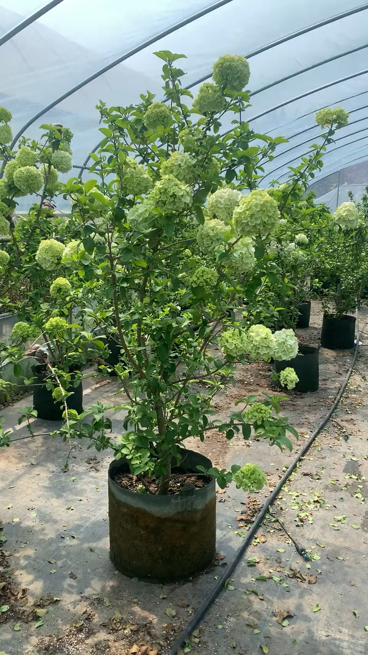 中华木绣球又名斗球花开如斗耐寒耐旱南北方都可以栽植