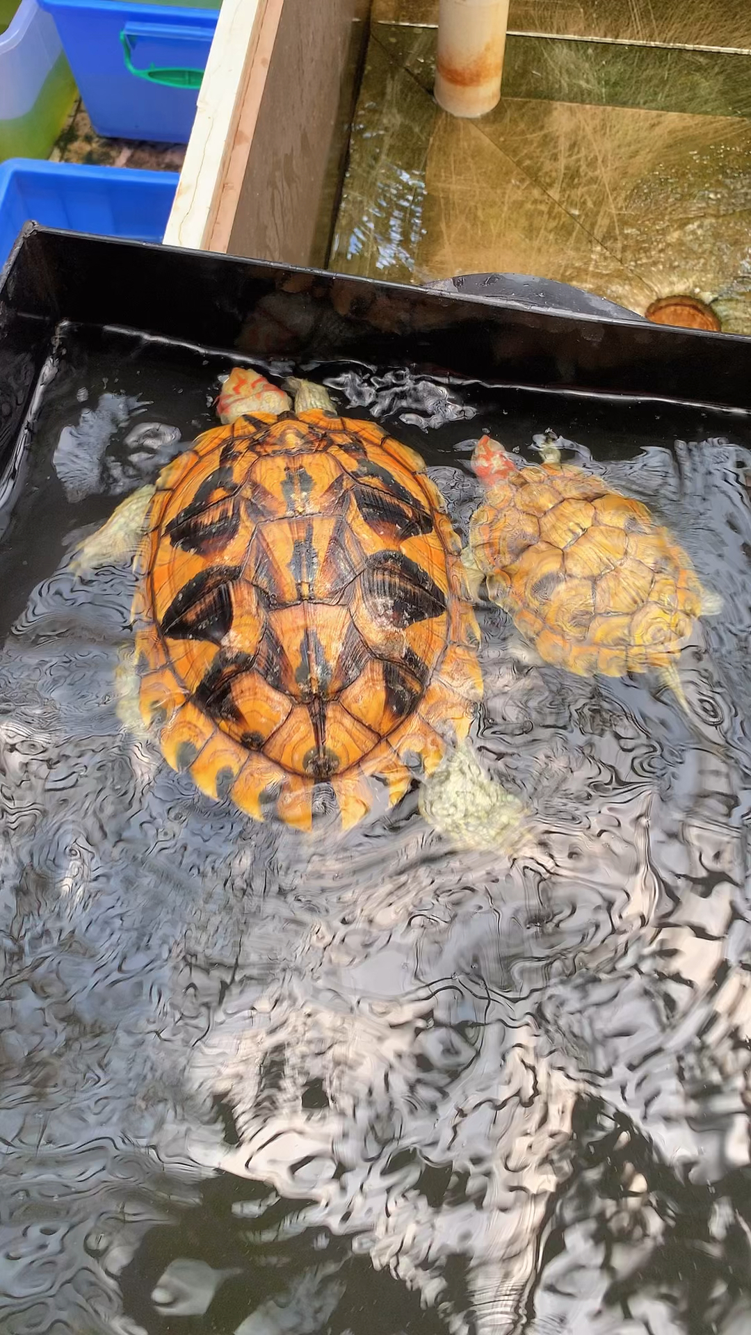 成熟蜡笔公母!变形巴西种龟!