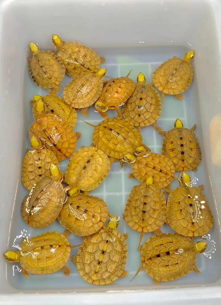 金钱龟#刚出壳的极品海南金钱龟苗仔,金光闪闪,闪亮登场90-全民小