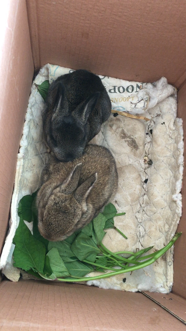 刚出生十几天的小兔才会吃