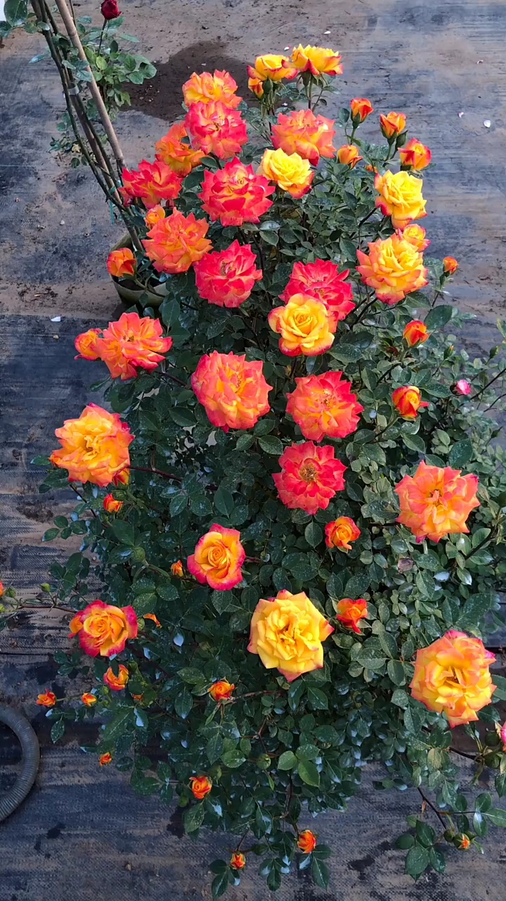 爬藤月季变色龙,花苞爆满,浓香型-度小视