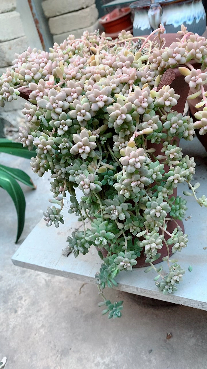 多肉植物#丸叶姬秋丽