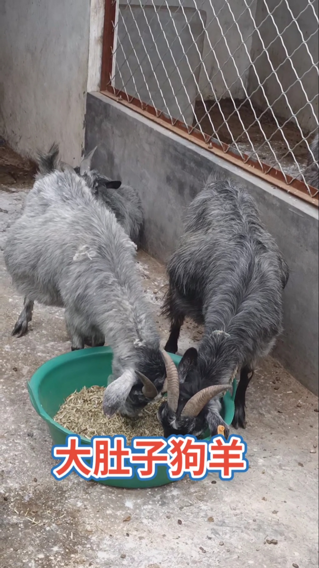 鲁西南青山羊#青山羊也叫狗羊,一年产两窝一窝三到五只,饲养简单