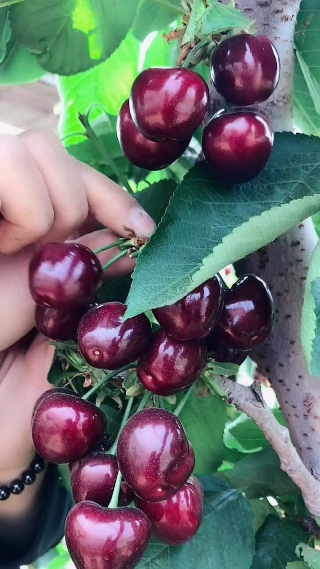 鲁樱三号大樱桃品种介绍及特点