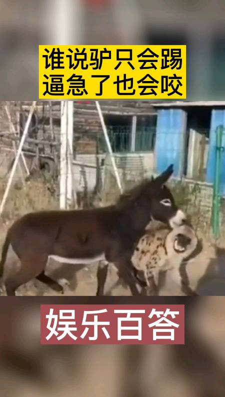搞笑视频#谁说驴只会踢,逼急了也会咬!
