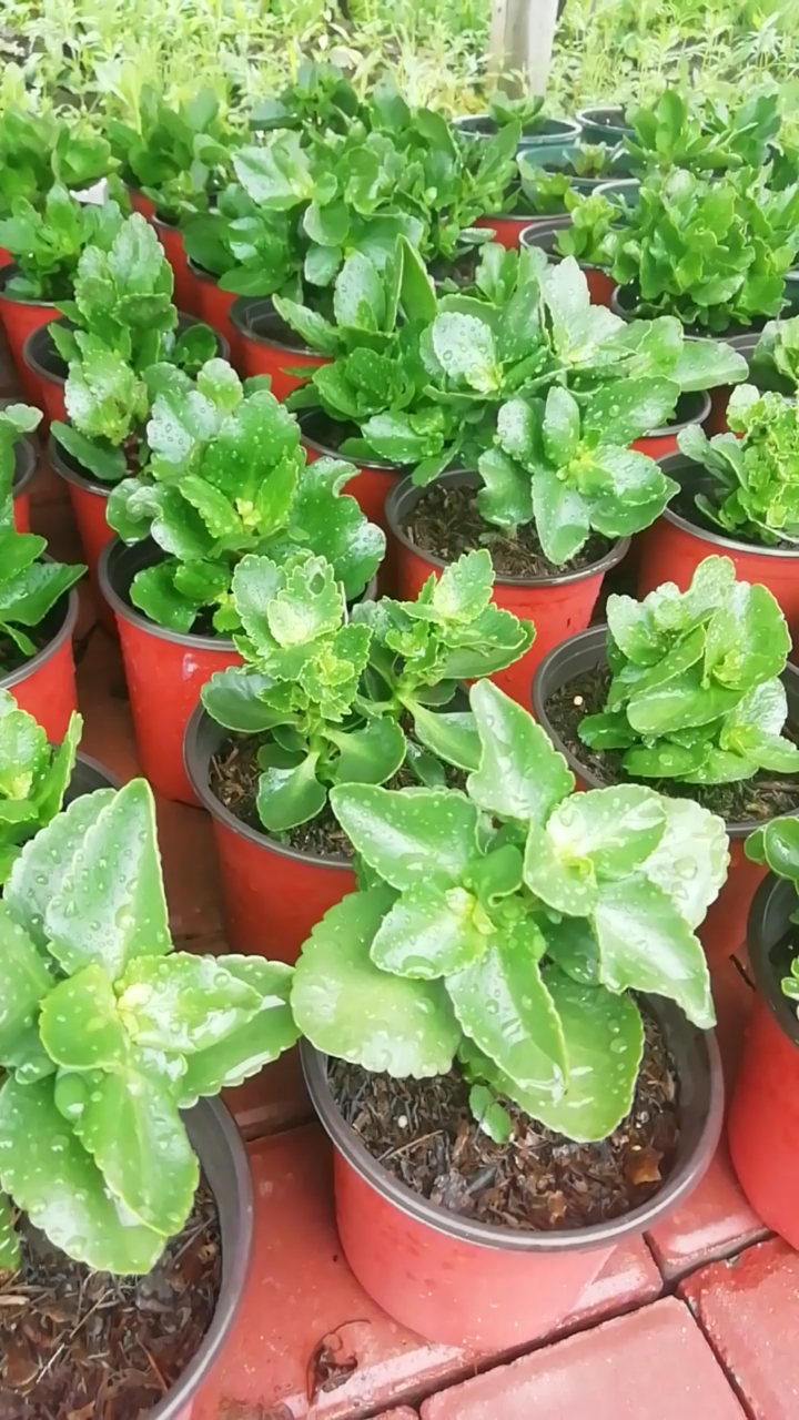 我的长寿花小苗