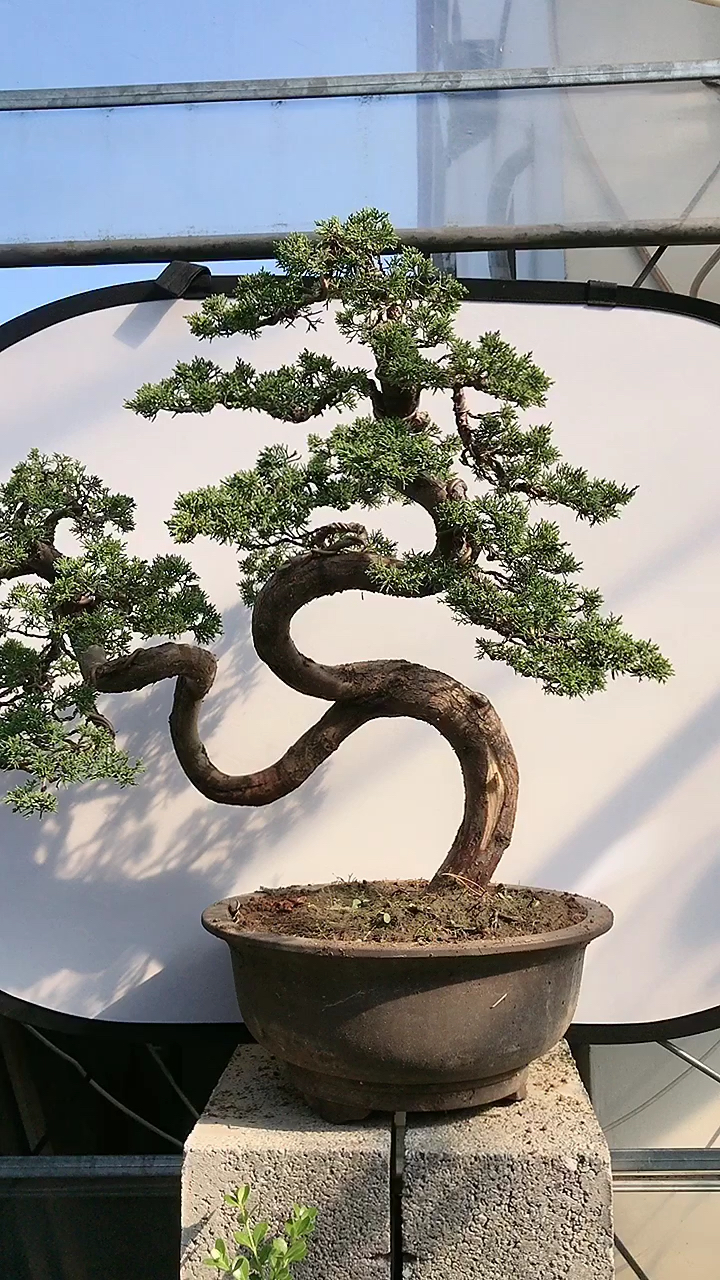 一本双杆老桩真柏