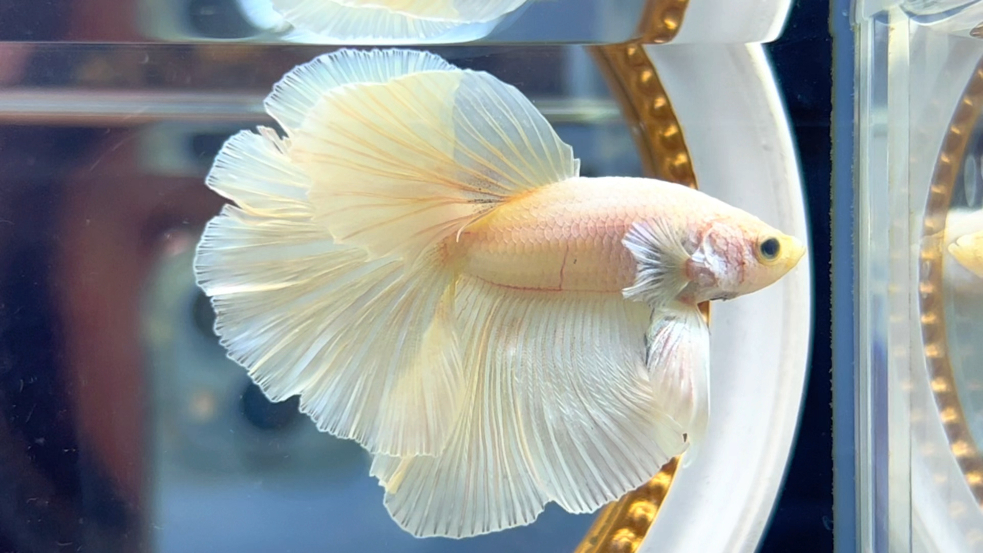 泰国斗鱼马尾狮王半月母斗鱼观赏鱼热带鱼活体宠物鱼缸淡水鱼糖果将军