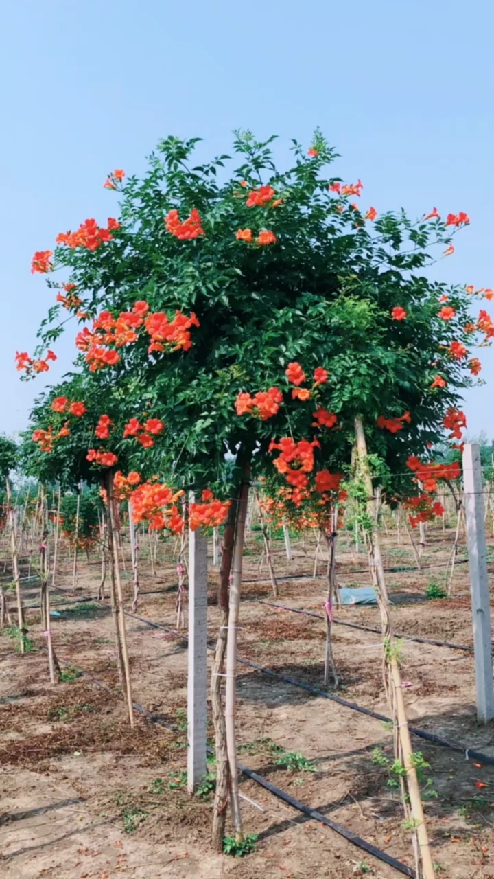 爬藤凌霄花,耐寒耐旱南北方都可以栽植,花开整个夏天