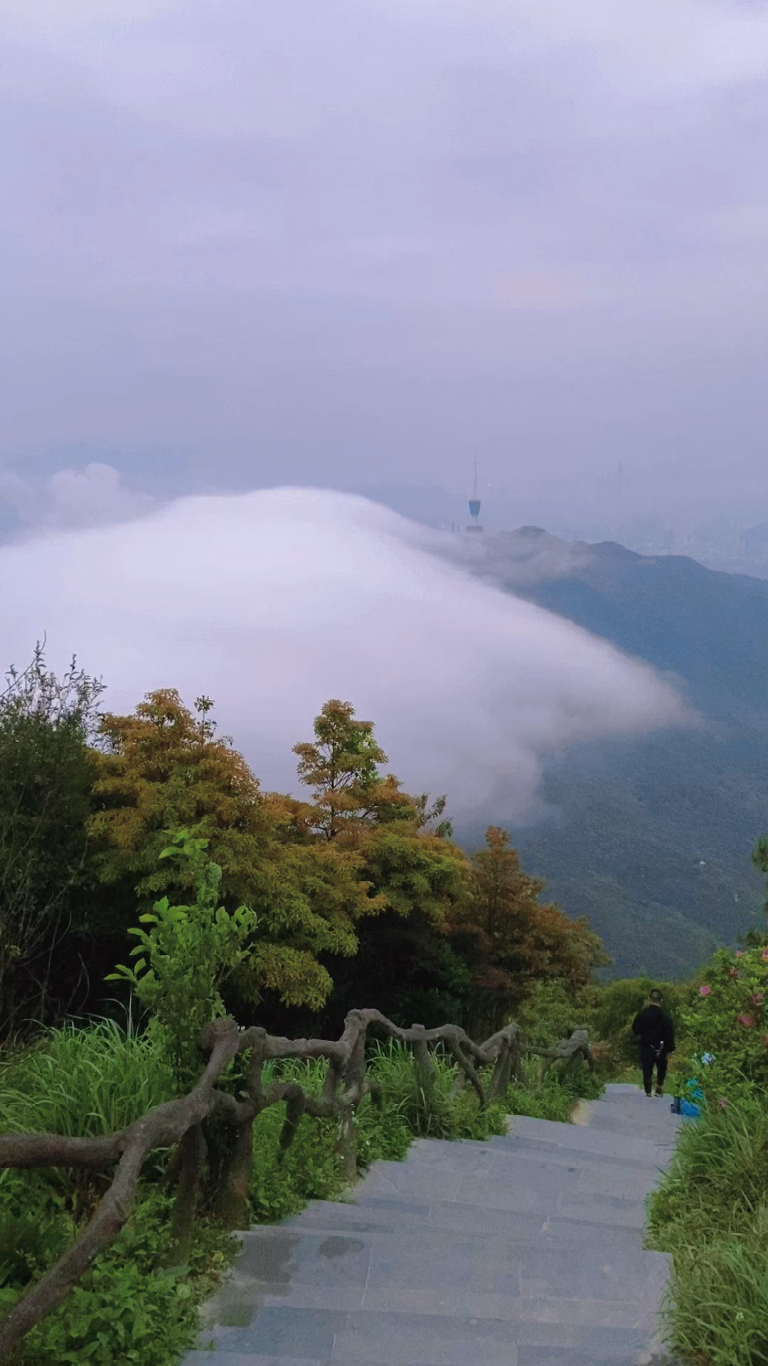 梧桐山图片真实图片