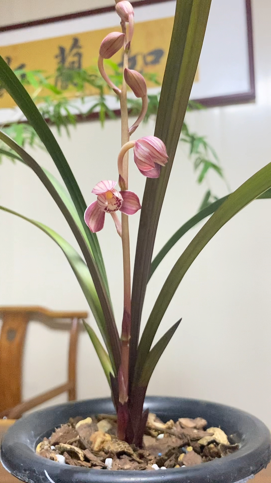 兰花#建兰红草红荷浓香勤花勤芽-度小视