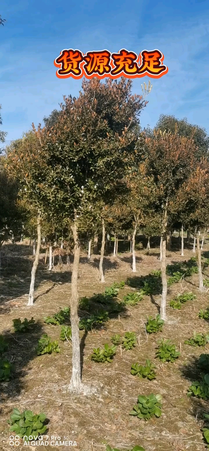 高杆瓜子黄杨树四季常青不落叶耐寒耐旱南北方都可以栽植