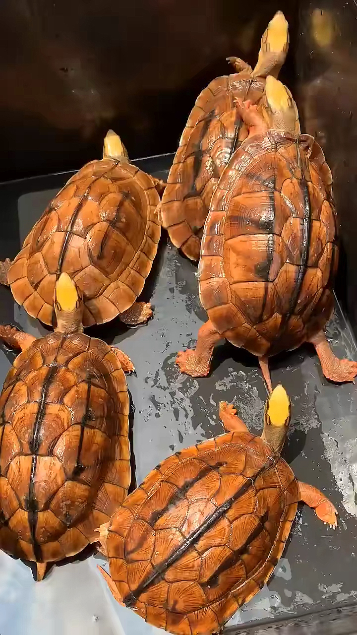 金钱龟#有人认识吗?极品三线金钱龟