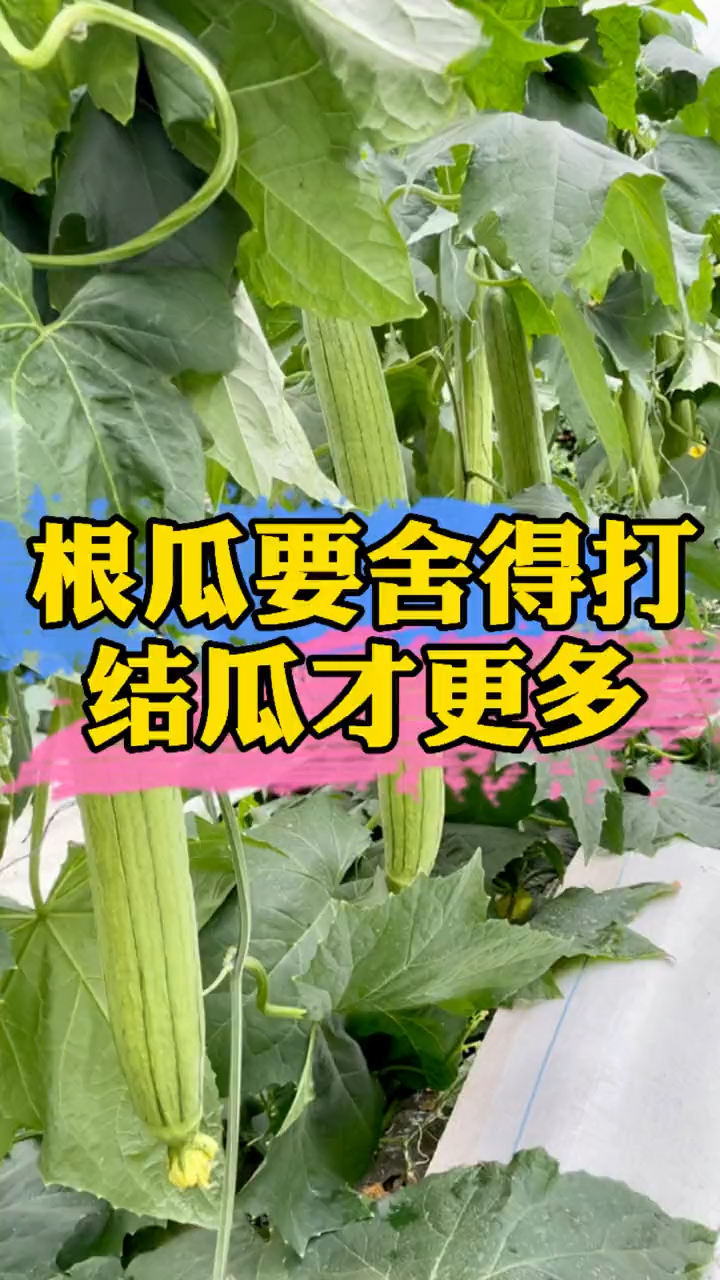 根瓜要舍得打结果才能更多