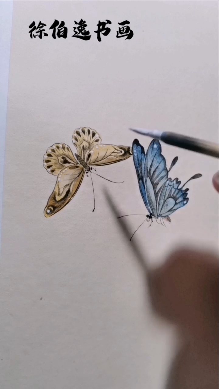 徐伯逸书画#画一幅纯粹蝴蝶的画