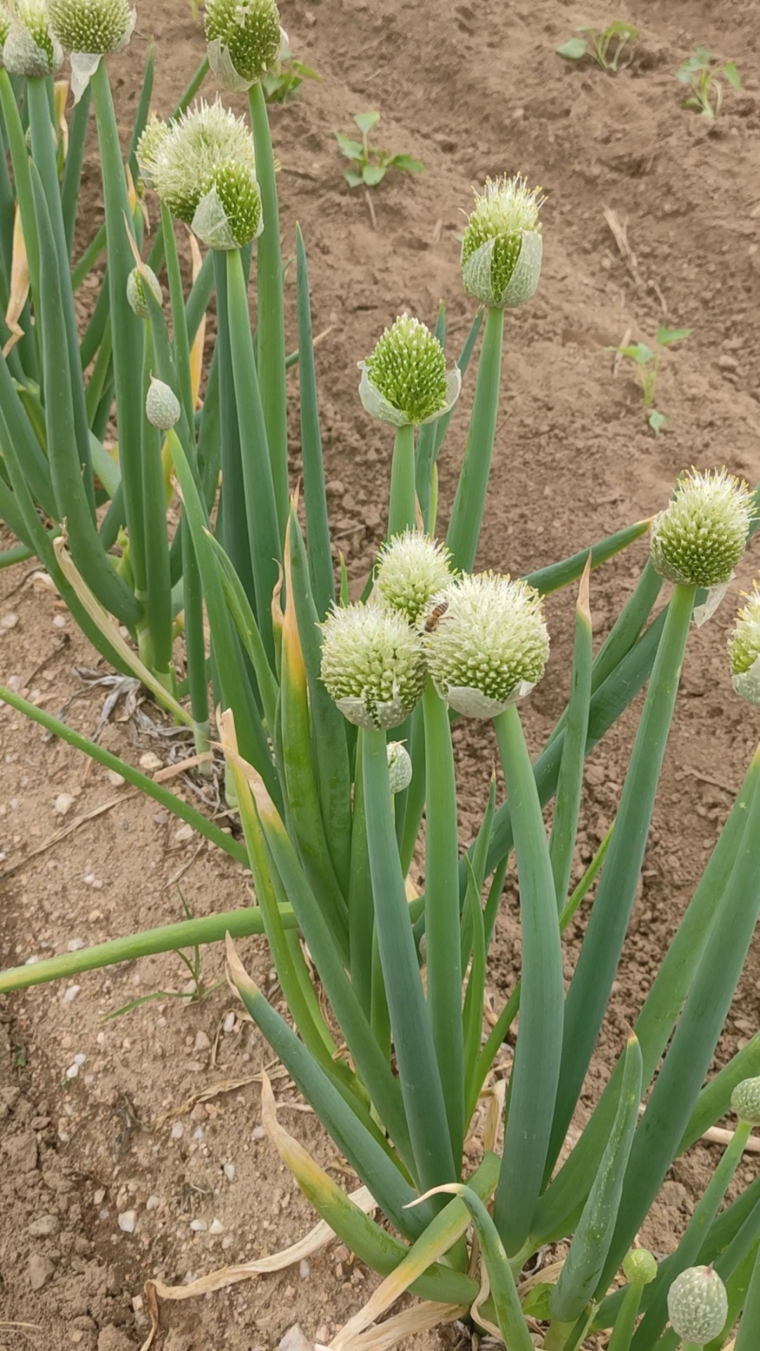 大葱开花引蜂来
