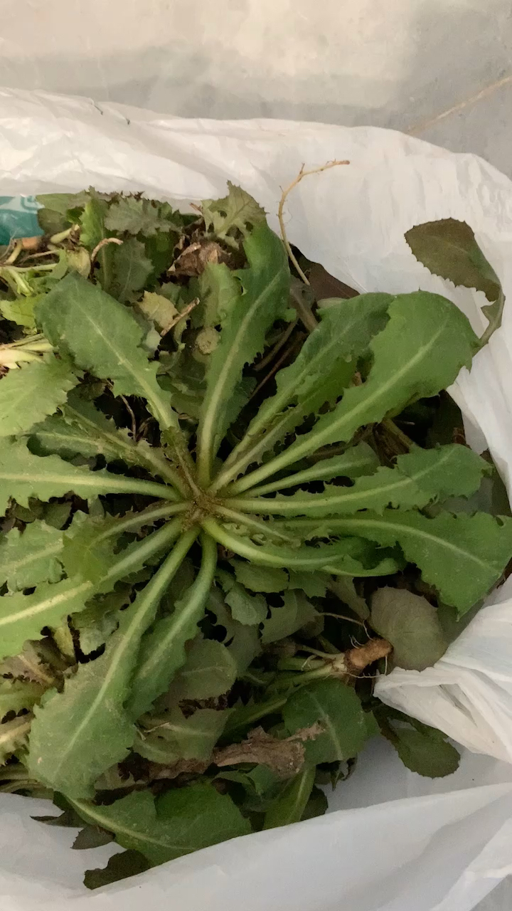 晒晒我家的春天#苦碟子挺嫩