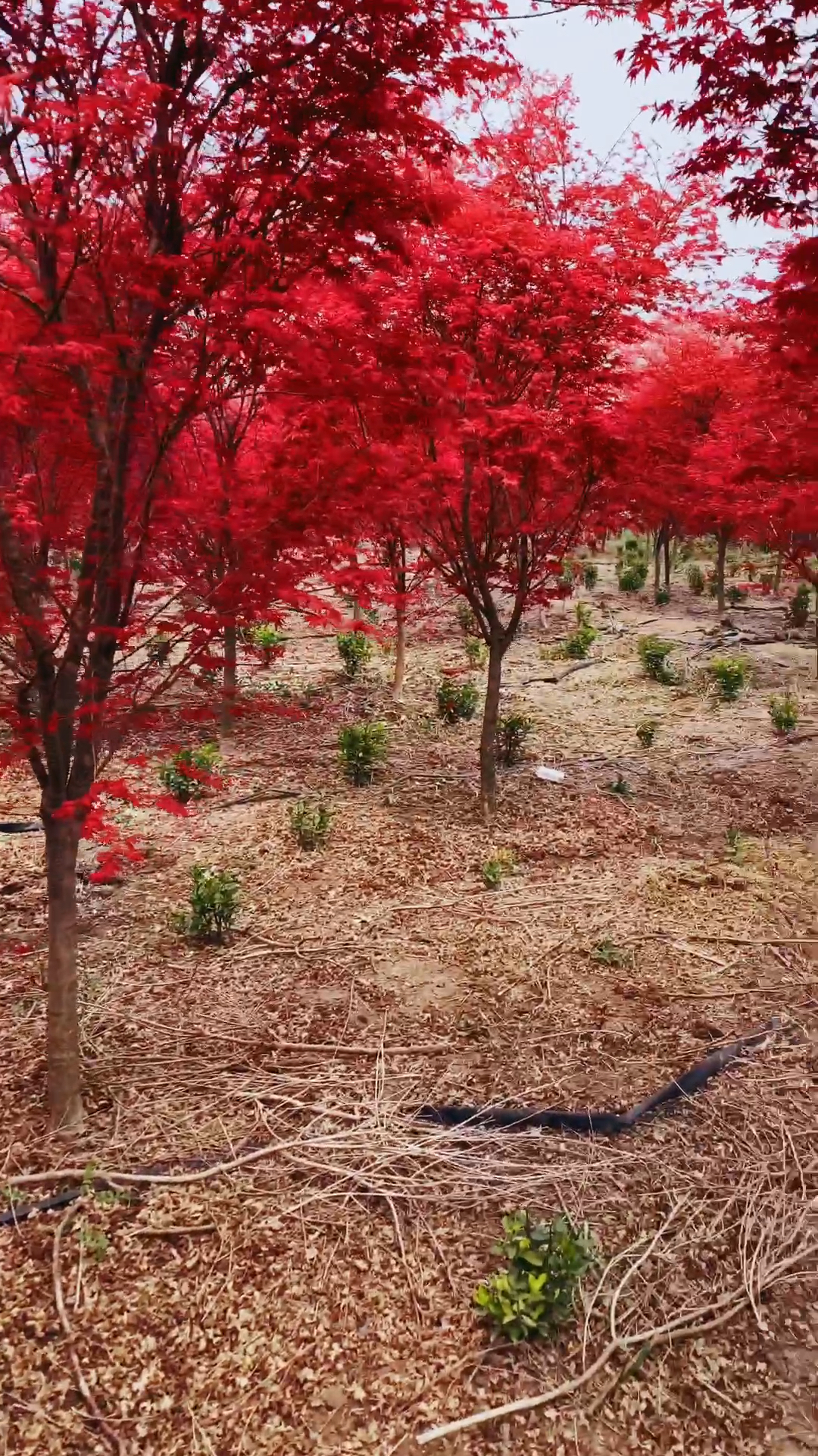 红枫#日本红枫红舞姬春天的颜色