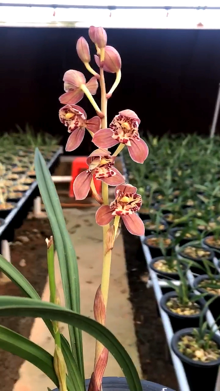 兰花#建兰红玉三星