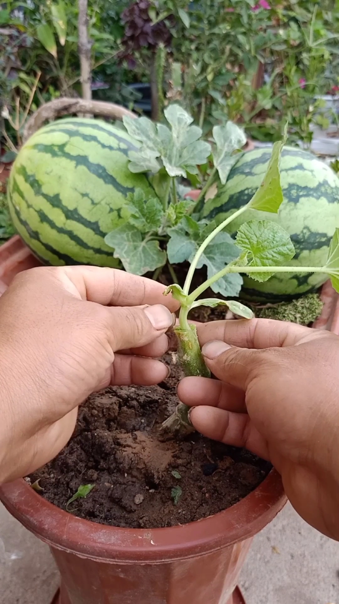 嫁接技术劈接高产量西瓜技术提高产量数倍