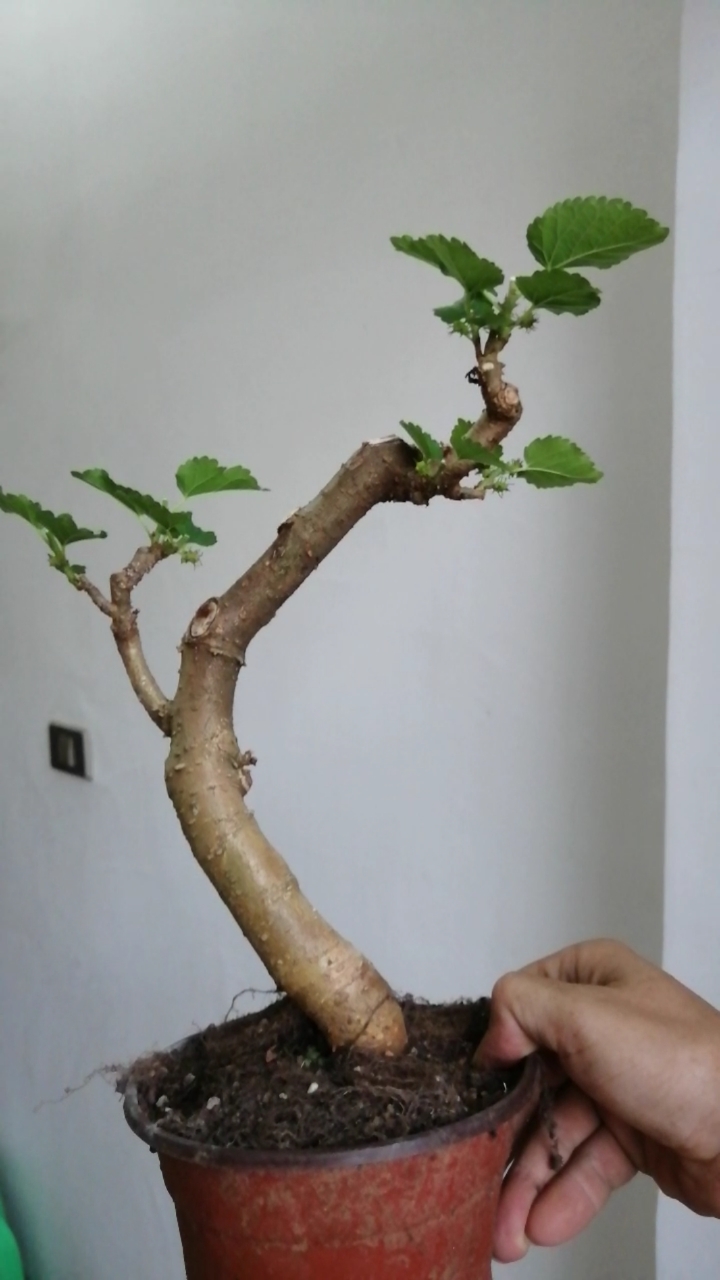 盆景#四季果桑