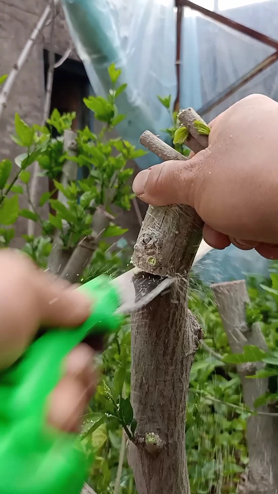 嫁接技术#插皮接多色木槿花技术,成活率极高