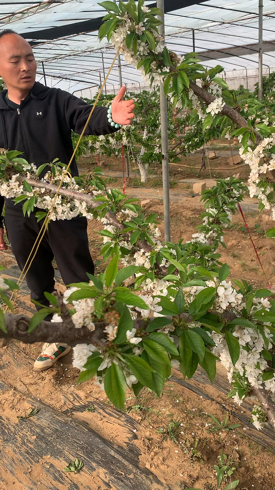 吉塞拉矮化樱桃树早种植早丰产