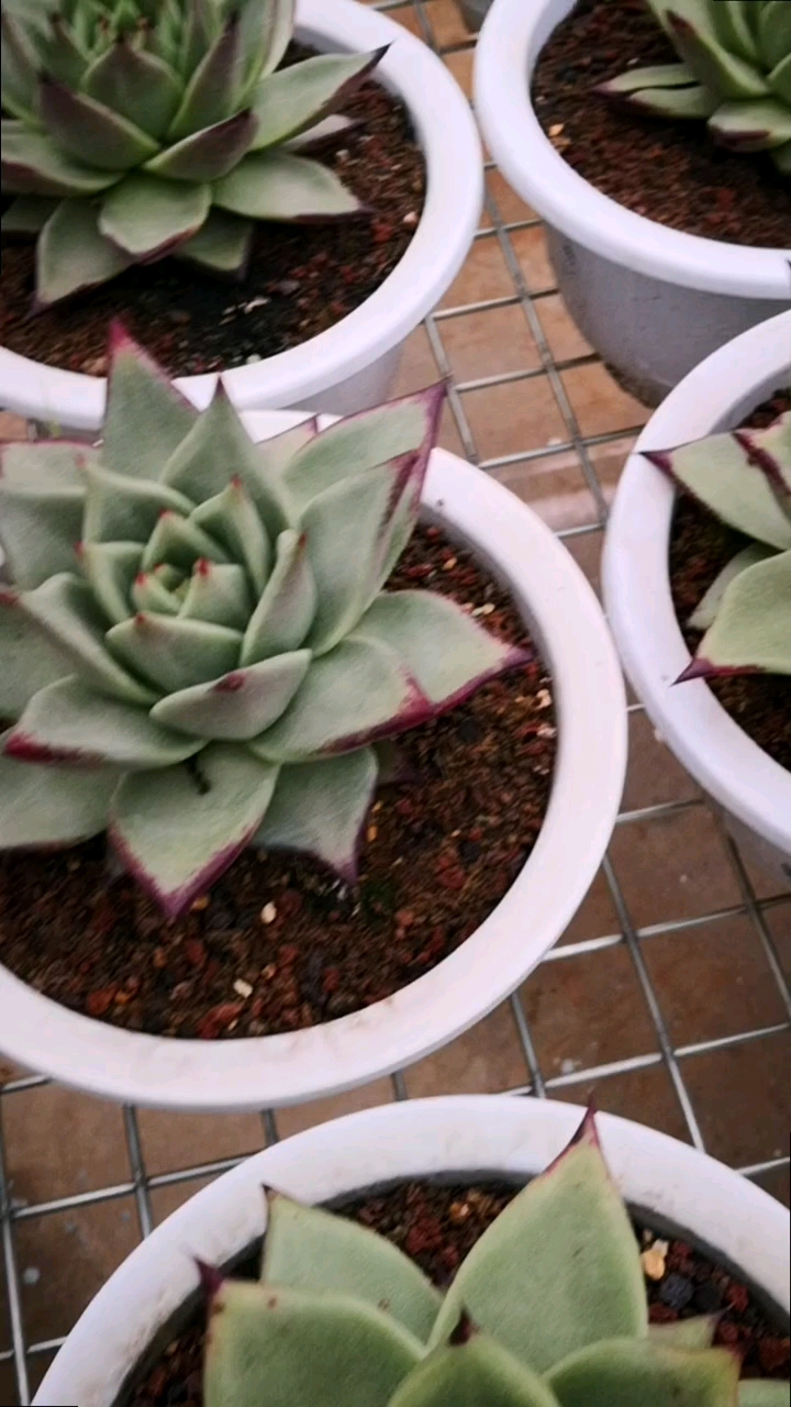 有一种可爱叫多肉!#黄皮乌木大集合,用两个月的时间见证它的上色!