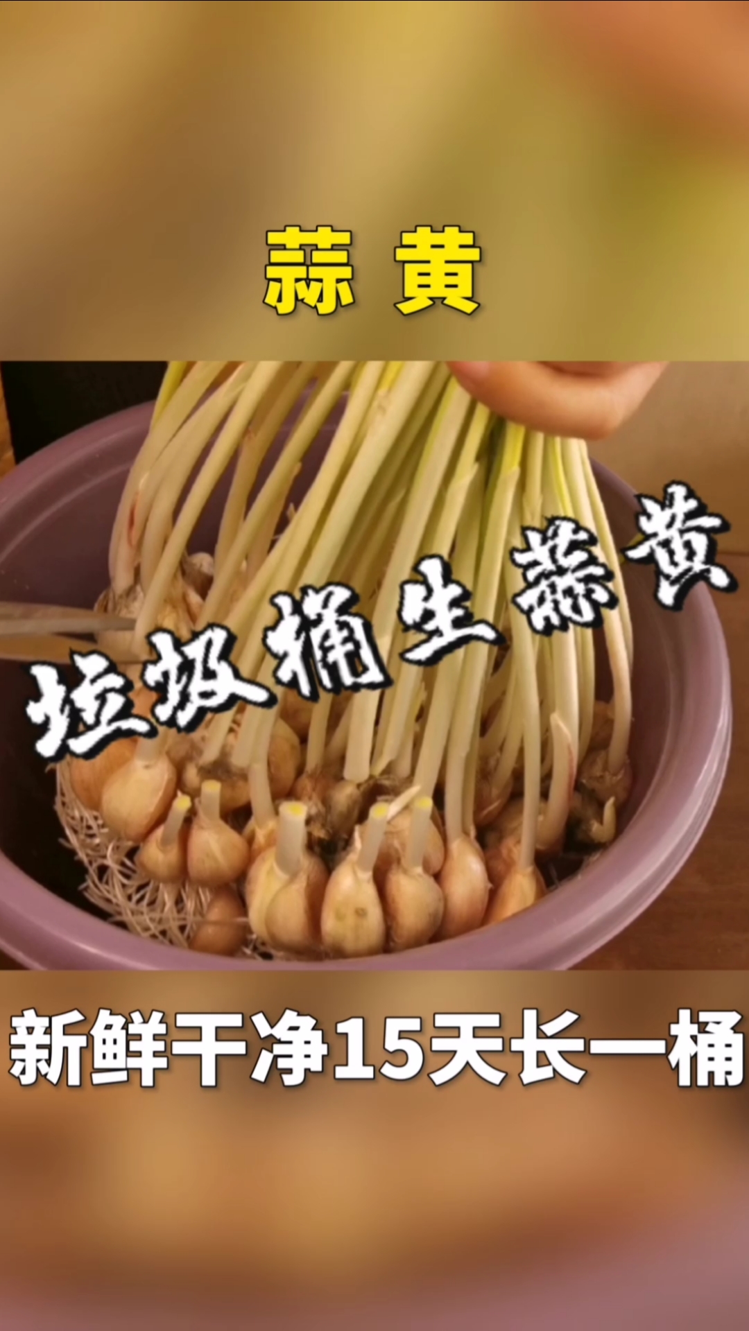 种蒜黄想吃蒜黄不用出去买教你用垃圾桶生蒜黄新鲜干净15天长一大桶