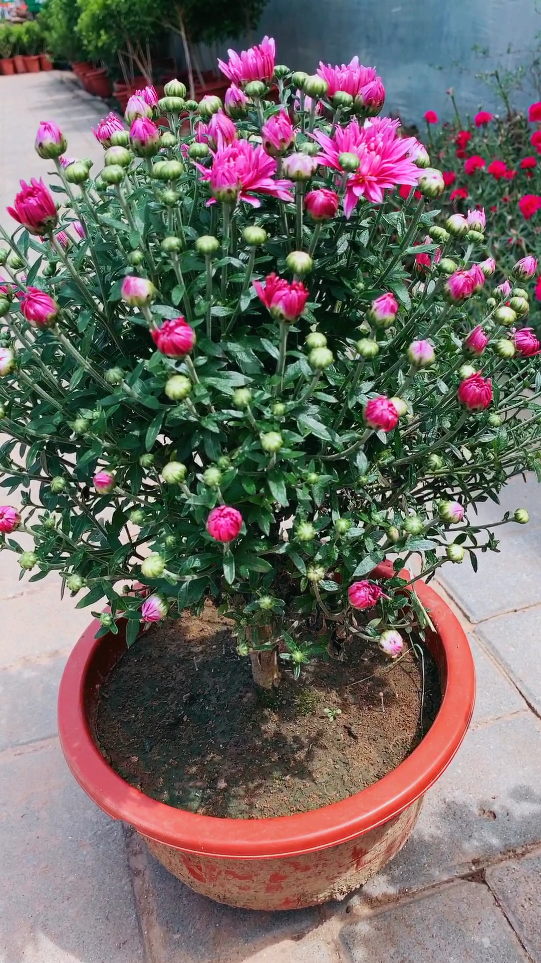 独杆棒棒糖千头菊,花苞爆满